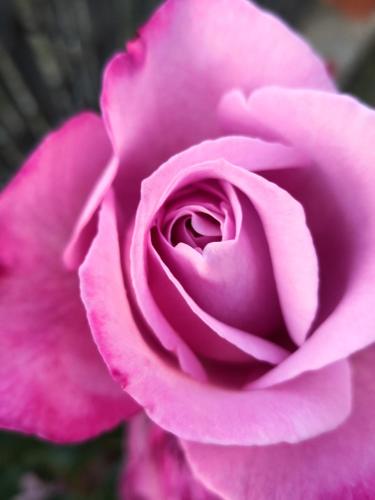 a close up of a pink rose at Casa Leonardo a Poggi in Imperia