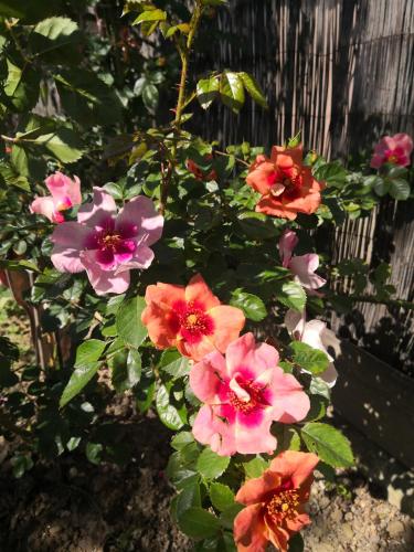 a group of pink flowers in a garden at Casa Leonardo a Poggi in Imperia