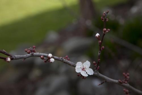 a branch of a tree with white flowers on it at Apple Motor Inn in Hastings