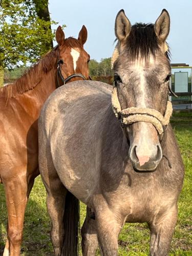 two horses standing next to each other in a field at Villa71 in Rijkevorsel