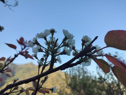 Fotografie z fotogalerie ubytování ROSASTAYS Jeolikote v destinaci Nainital
