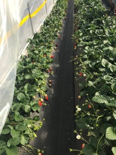 a row of strawberry plants in a greenhouse at 4BR only 1 stop away from Nikko attractions in Nikko