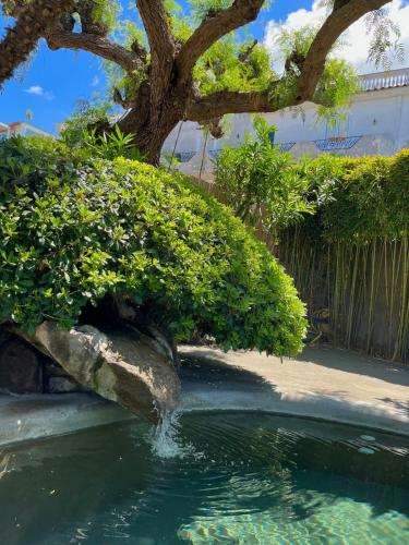 a pool of water with a tree and bushes at Resort Terme La Pergola in Casamicciola Terme