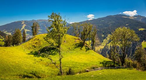 a tree on a green hill with mountains in the background at Haus Lindbichl in Sankt Johann im Pongau
