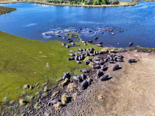 a group of animals standing in the water at Golentle Home Stay in Maun