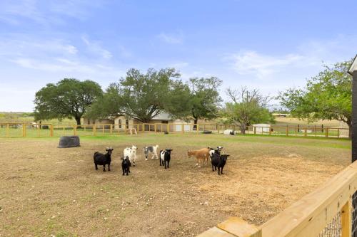a group of cows standing in a field at Farm Retreat with Jacuzzi, Fire Pit, Mini Goats, Mini Ponies and Mini Cows in San Marcos