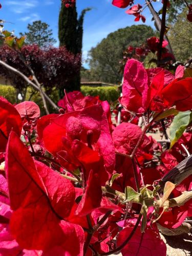 a bunch of red flowers in a garden at Hôtel les jardins de Sta Giulia avec piscine in Porto-Vecchio