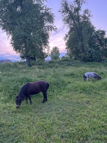 two horses grazing in a field of grass at Small attic apartment close to Lake and Mountains Fussach in Fußach