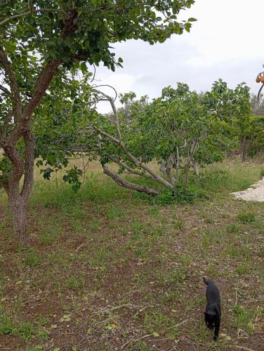 a black cat walking in the grass next to a tree at Casolare Giardino Aiarella-Assunta in Merine