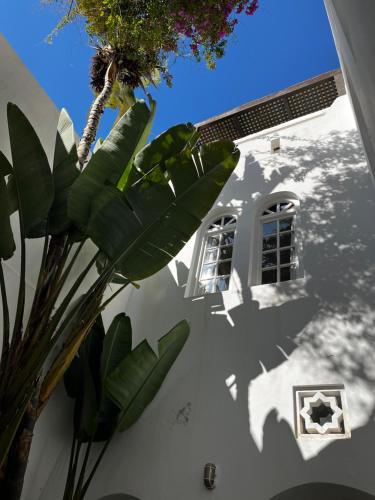 a white building with a palm tree in front of it at casabonita in Asilah