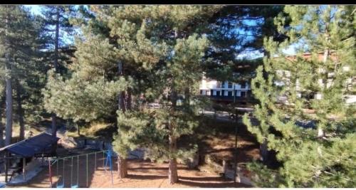 a tree in a park with a train in the background at GENZIANA in Cotronei