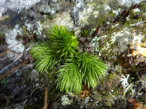 a green plant is growing on a rock at Cafe Schneider in Lappago