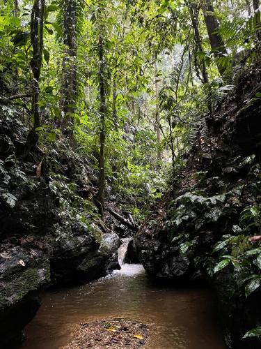 a small stream in the middle of a forest at HADCO Experiences at Asa Wright Nature Centre in Blanchisseuse