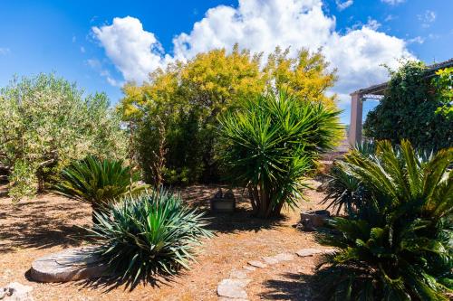 a garden with palm trees and plants on the ground at VILLA AGAPE - Three bedroom villa on 15k m2 olive grove - Incredible 360 view - Free parking - Private pool and jacuzzi in Mirce