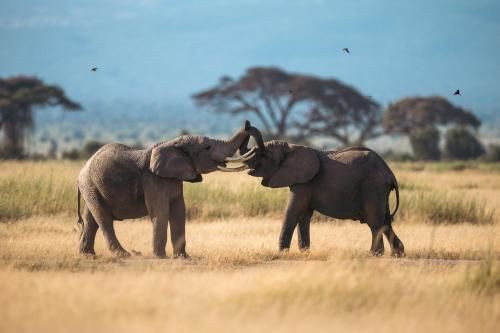 two elephants playing with each other in a field at Camp David-Amboseli in Oloitokitok 