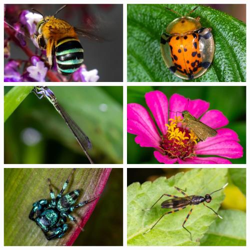 a collage of pictures with insects and a flower at The Twins Homestay in Rantepao