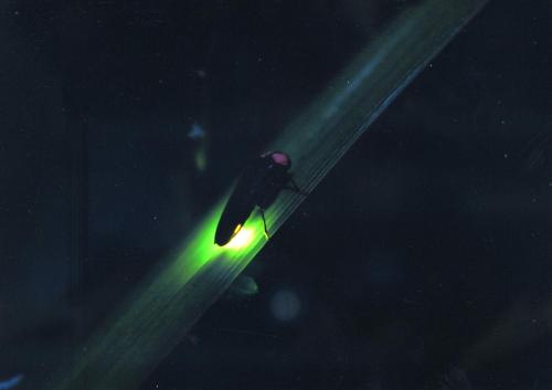 a green light on a pole in the dark at Ichinomata Onsen Grand Hotel in Shimonoseki