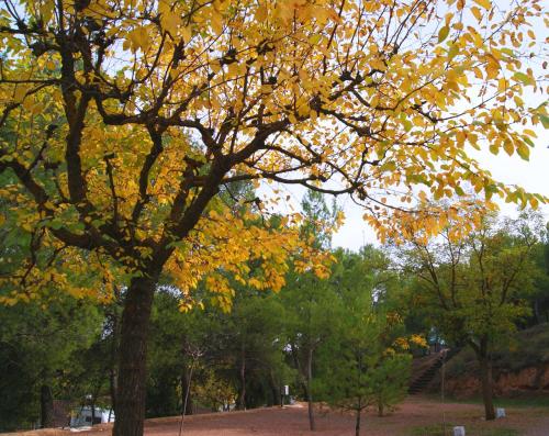 a tree with yellow leaves on it in a park at Lago Resort in Nuévalos