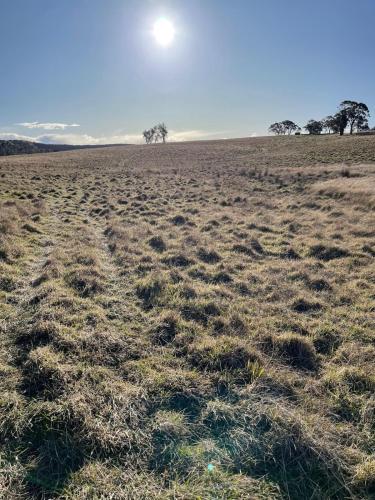 a field with two trees in the distance at Clover at Lexington Park by Tiny Away in Tarlo