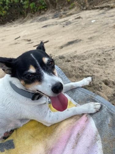 a dog laying on a towel with a bone in its mouth at Seahorse in Agnes Water