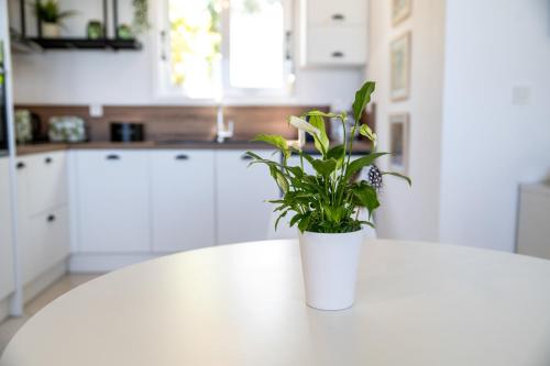 a potted plant sitting on a white table in a kitchen at Beachfront Villa Alexandra in Skala Kefalonias