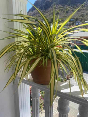 a potted plant sitting on a rail on a balcony at Cool Breeze Suites in Ashton