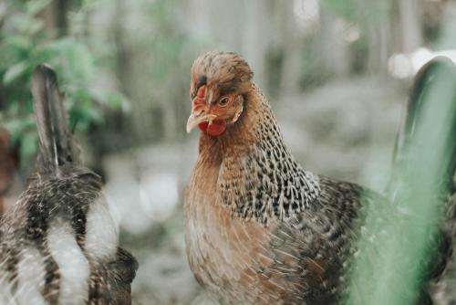 two chickens are standing next to each other at Klidný Kout glamping in Vysoké Mýto