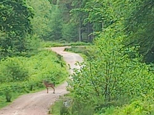 a painting of a deer walking down a dirt road at The Bungalow, Forest of Dean in Coleford
