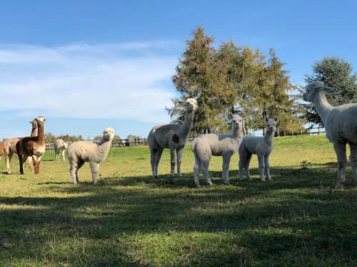 a group of llamas and horses standing in a field at The Willows in Great Horkesley
