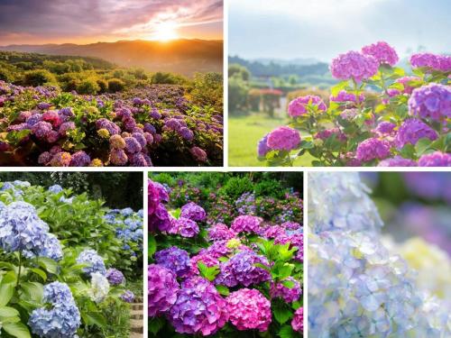 un collage de fotos de flores en un campo en Ikoi no Mura Heritage Minoyama en Minano