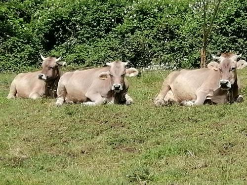 trois vaches pondant dans l'herbe dans un champ dans l'établissement Agriturismo La Betulla, à Brezzo