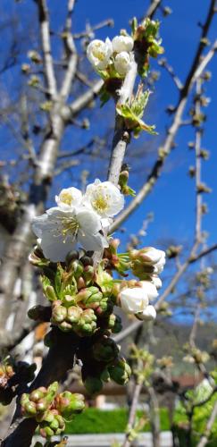 a branch of a tree with white flowers on it at Apartma BoLeRo in Tolmin