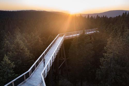 Rogla Alpina Residence في زريس: شخص يقف على جسر في الغابة