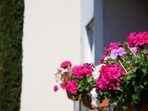 a pot of pink and white flowers next to a building at Ferienwohnung Walter in Ringsheim