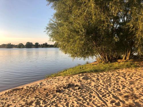 a tree on the shore of a body of water at Elbkoje in Drage