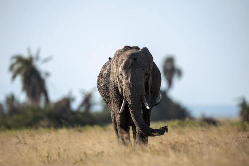 Gallery image of Amboseli Glass house in Oloitokitok 