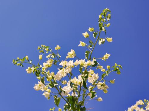 a tree with white flowers against a blue sky at Golentle Home Stay in Maun