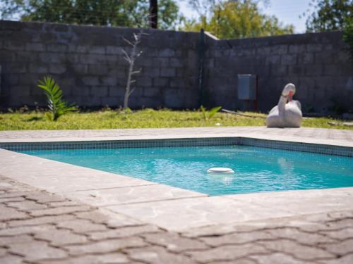 a swimming pool with a dog statue sitting next to it at Golentle Home Stay in Maun