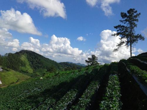 Gallery image of Forest Guesthouse in Samoeng