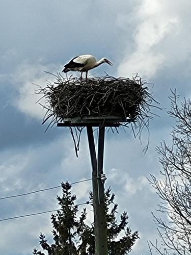 a bird in a nest on top of a pole at Am Storchennest in Ahrenshagen