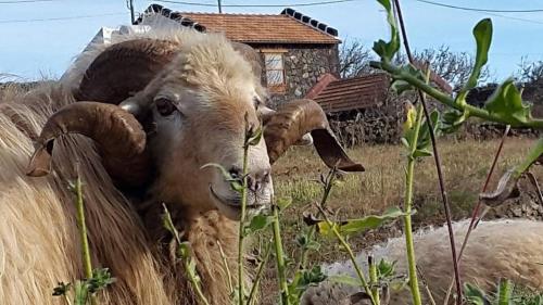 Άλλα ζώα σε αυτή η εξοχική κατοικία ή στη γύρω περιοχή