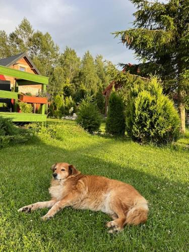 a dog laying in the grass in a yard at Siedlisko Kępina Zdrój in Ostrów