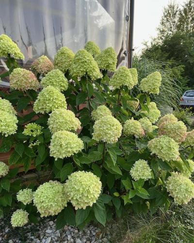 a bush of green flowers in a garden at Siedlisko Kępina Zdrój in Ostrów