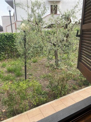 a small tree in a yard next to a building at Casa Isa in Narni Scalo