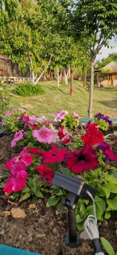 a bunch of pink and red flowers in a garden at GreenField Luxe in Yeghegnadzor