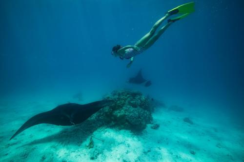 a person swimming in the ocean next to a stingray at Fafarua Private Island in Tikehau