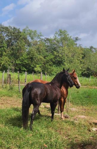 two horses standing next to each other in a field at Campo Paraíso Suites in Mérida