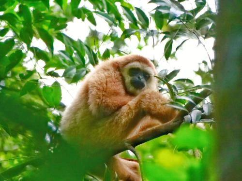 a monkey sitting on a branch of a tree at Lucky Bamboo'Bungalows-Resto and Orangutan Jungle Trekking Tours in Bukit Lawang