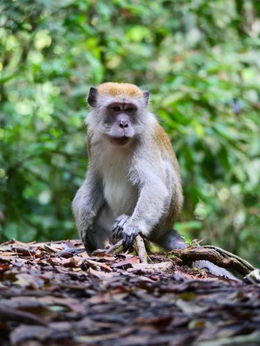 a monkey sitting on top of a pile of leaves at Lucky Bamboo'Bungalows-Resto and Orangutan Jungle Trekking Tours in Bukit Lawang