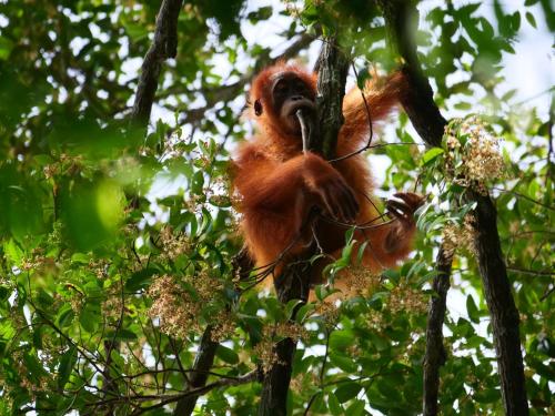 an orangutan is sitting in a tree at Lucky Bamboo'Bungalows-Resto and Orangutan Jungle Trekking Tours in Bukit Lawang